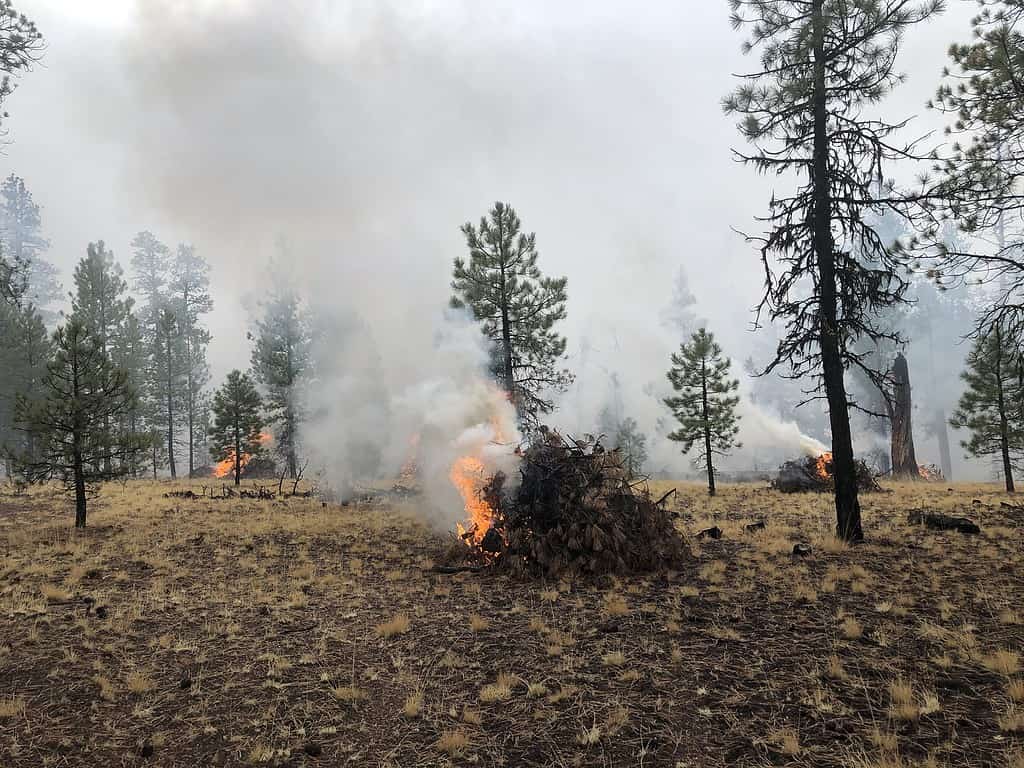 Single pile of woody debris on fire in a pine forest on a cloudy day.