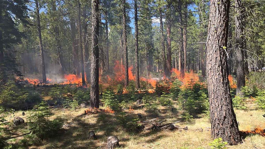 healthy forest prescribed fire deschutes