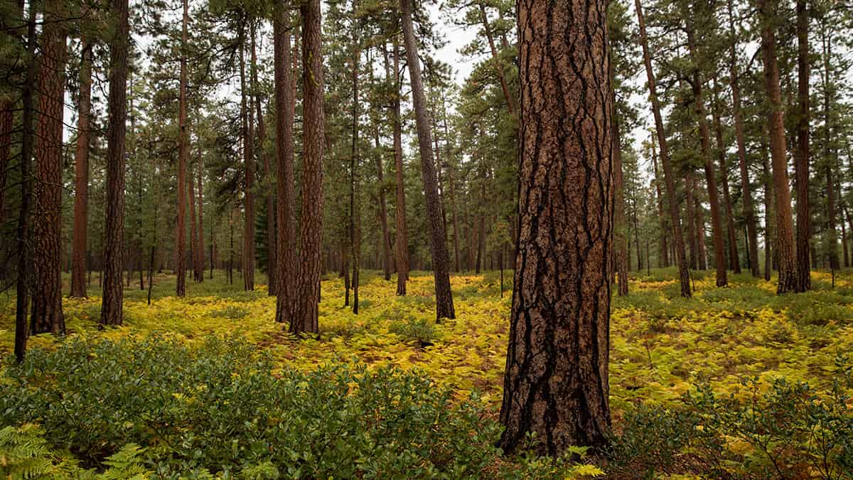 A restored forest benefits nature and people: reduced risk of large, high-severity wildfires, improved habitat for fire-dependent plants and animals, and safer communities.